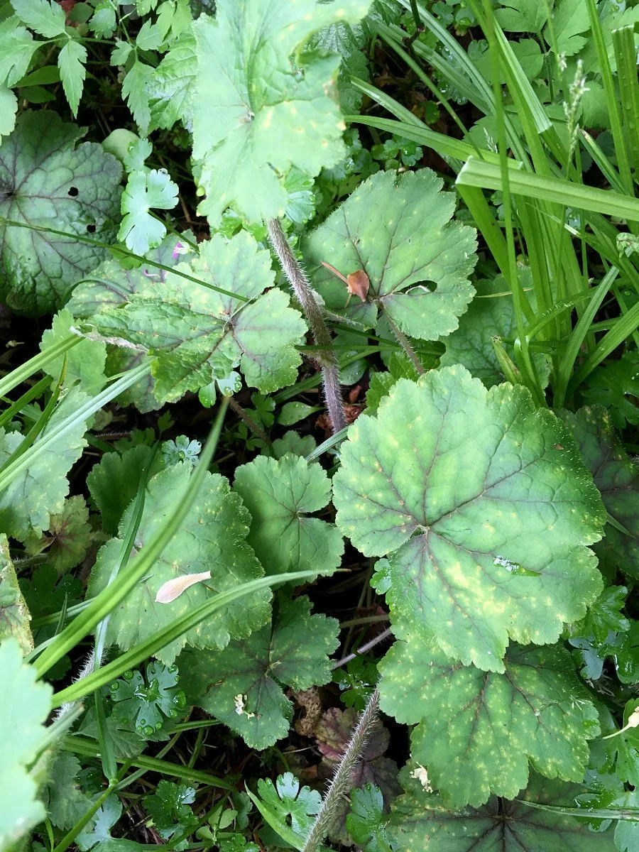 fringecup_leaf_spring_02_web.jpg