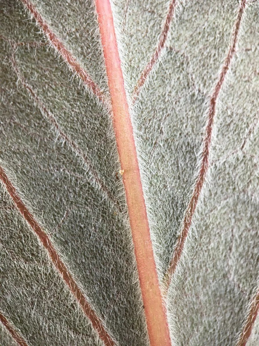 pacific_hound's-tongue_leaf_underside_web.jpg