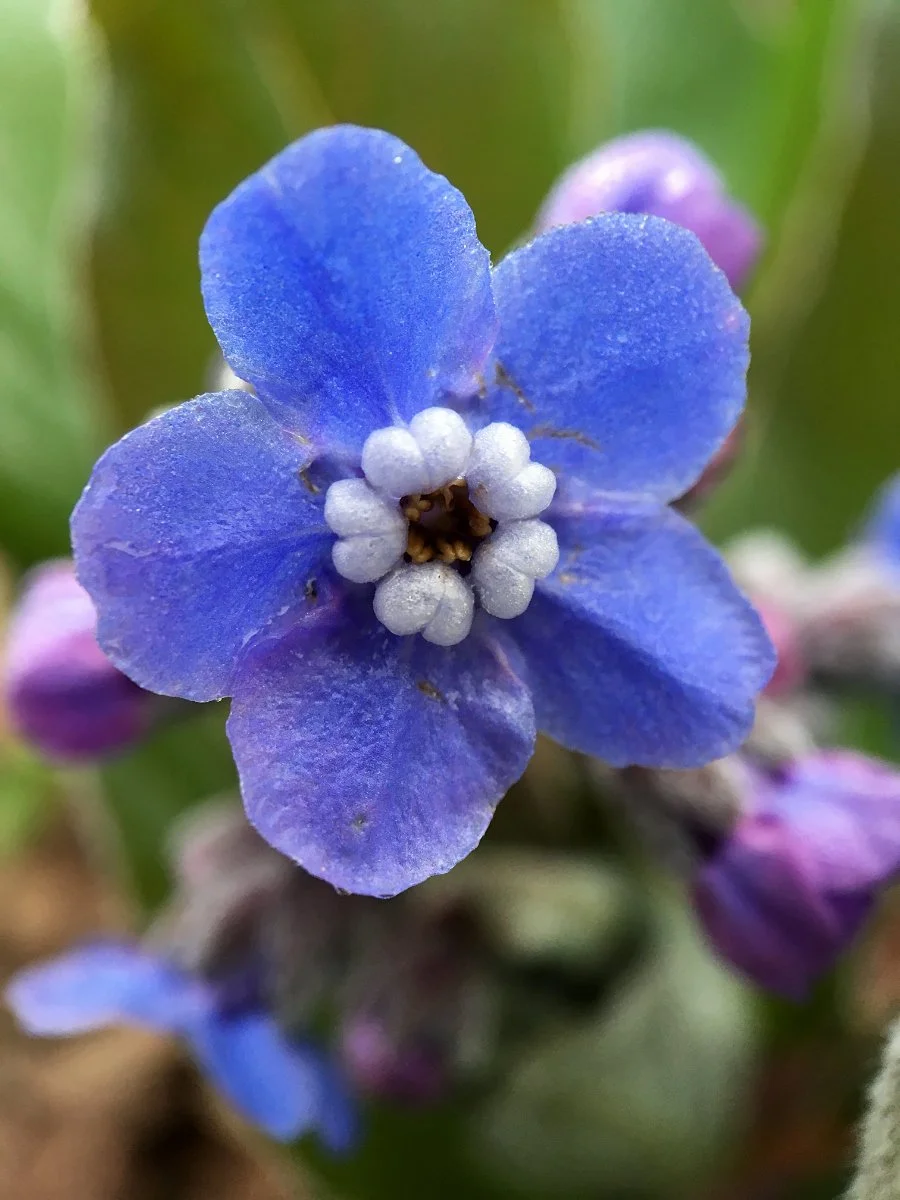 pacific_hound's-tongue_flower_closeup_01_web.jpg
