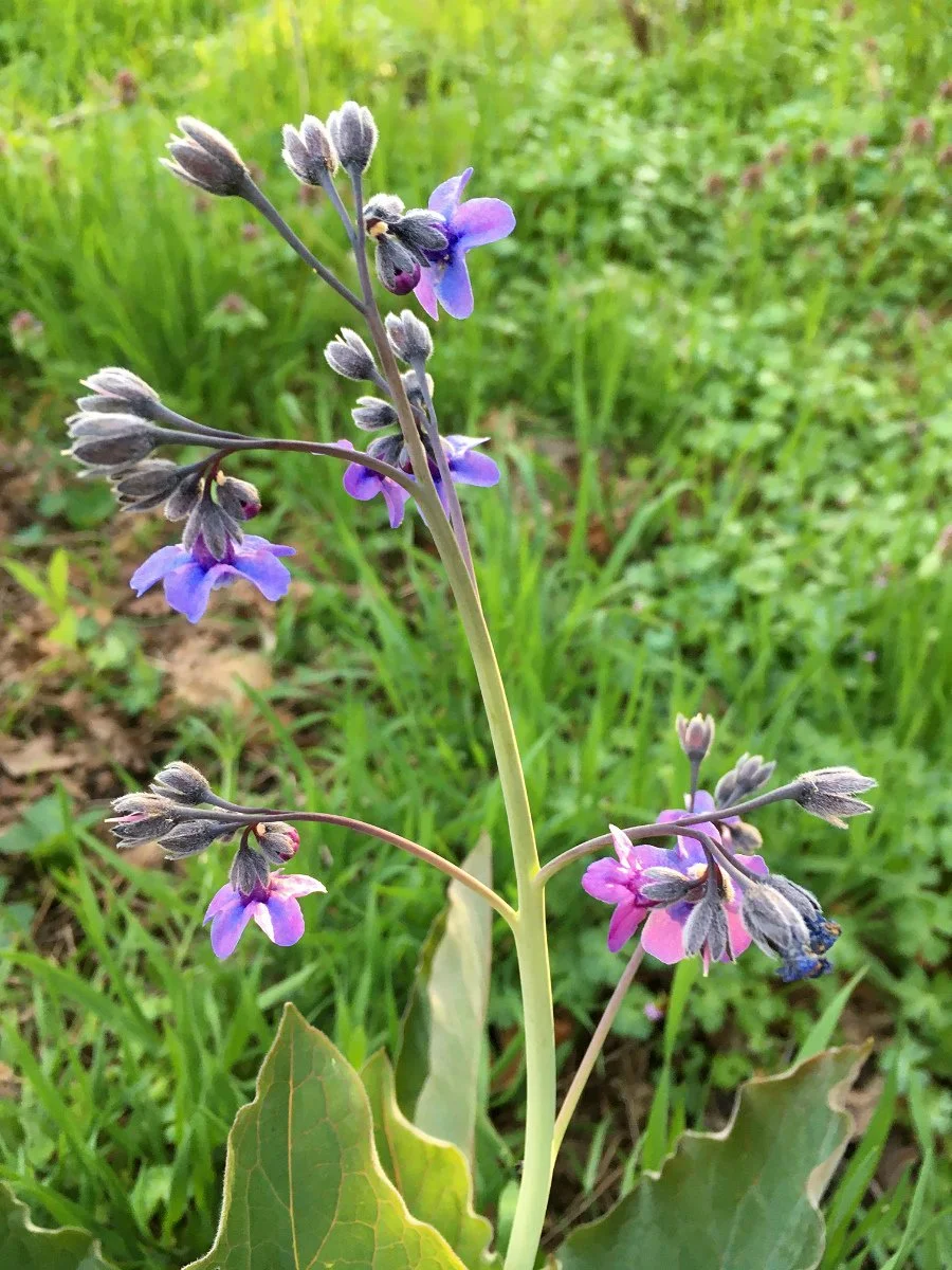 pacific_hound's-tongue_flower_stalk_web.jpg