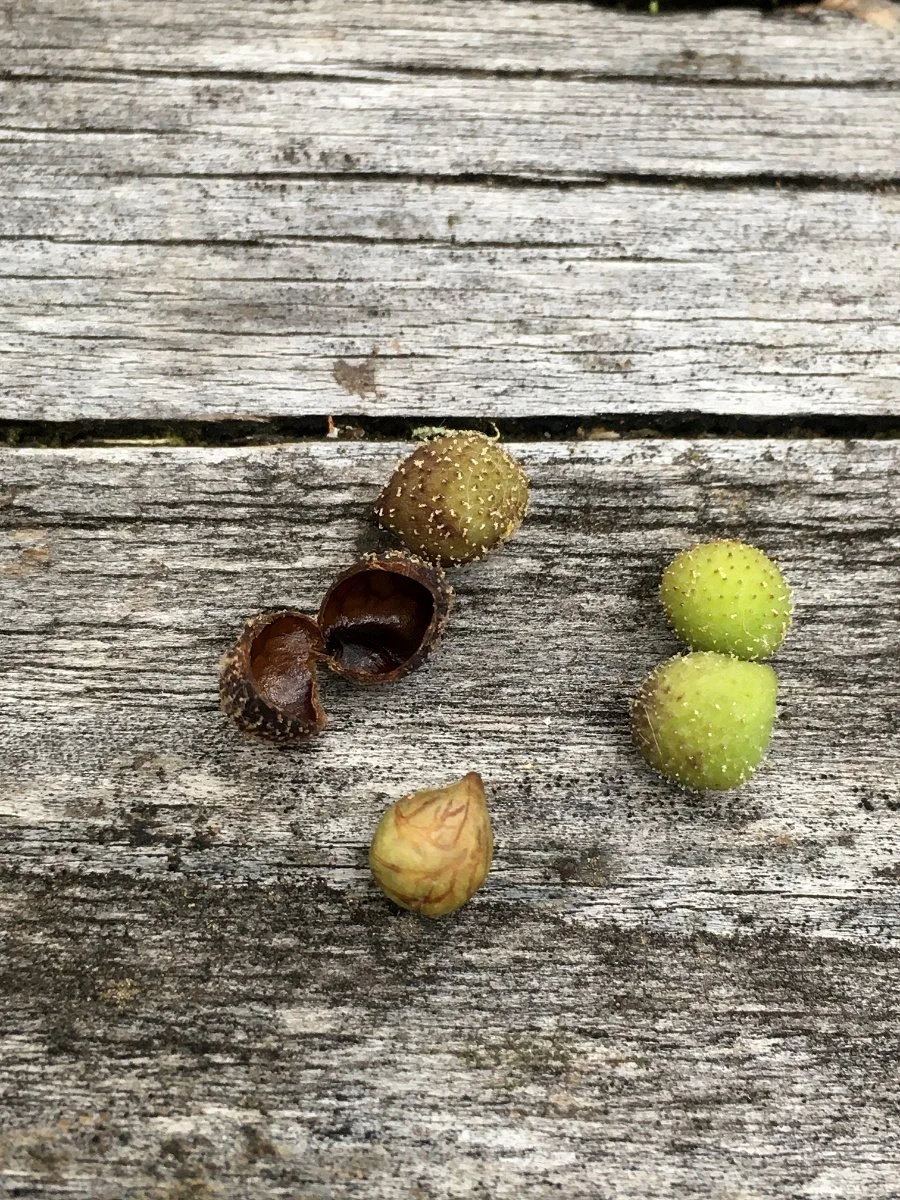 pacific_hound's-tongue_seeds_02_web.jpg