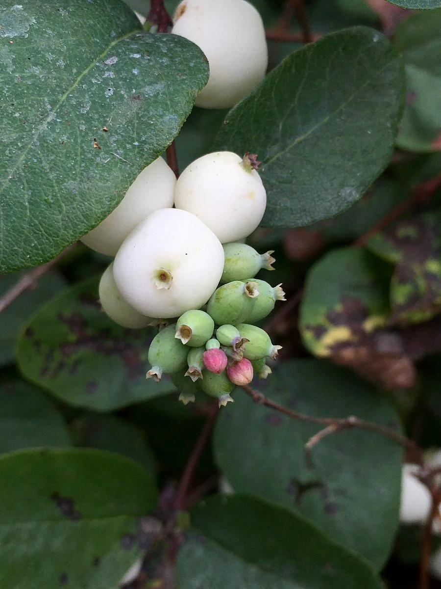 Snowberry