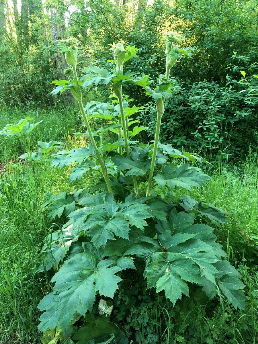 cow-parsnip_whole_plant_web.jpg