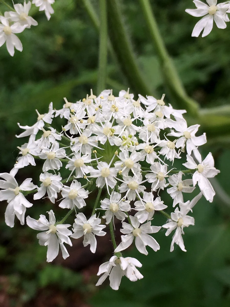 cow-parsnip_flower_cluster_web.jpg