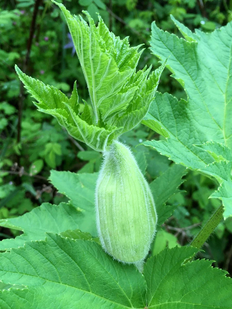 cow-parsnip_flower_pouch_web.jpg