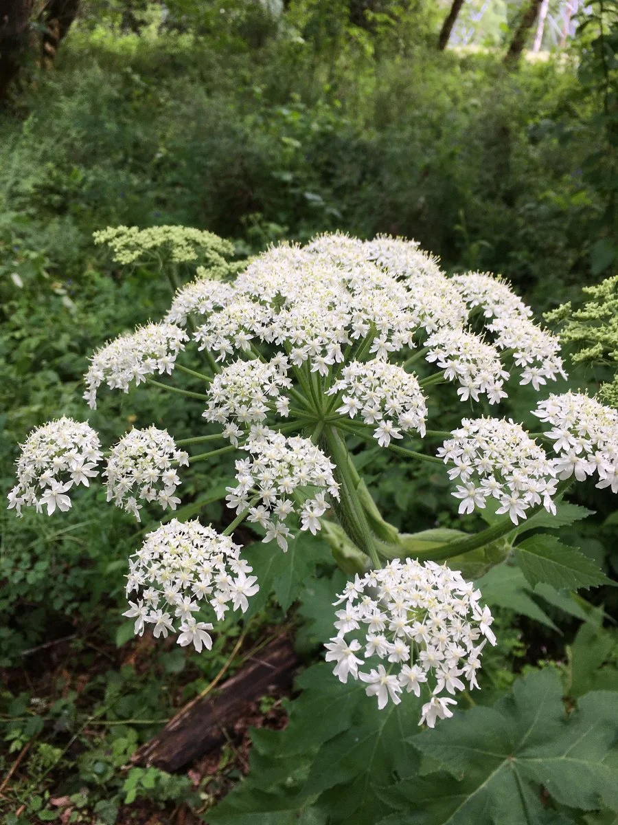 cow-parsnip_flower_umbrella_above_web.jpg