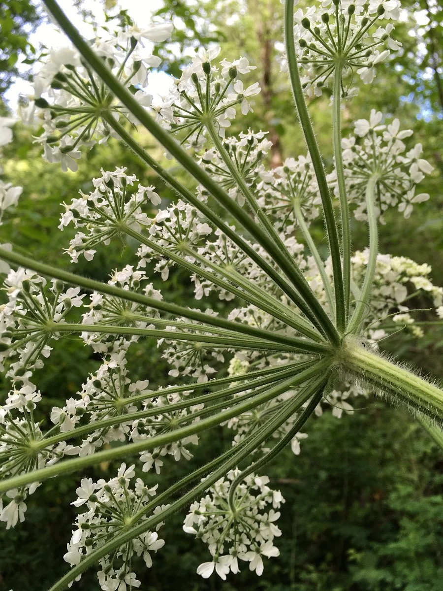 cow-parsnip_flower_umbrella_below_web.jpg