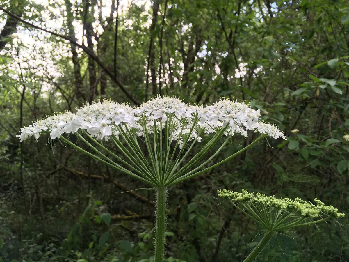 cow-parsnip_flower_umbrella_side_web.jpg