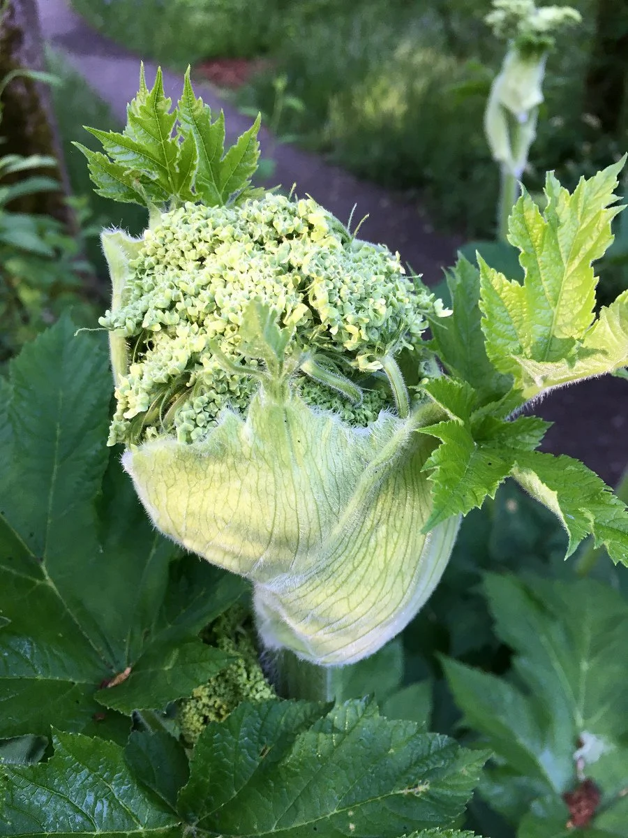 cow-parsnip_flowers_emerging_web.jpg