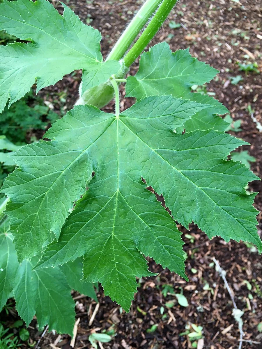 cow-parsnip_leaf_02_web.jpg