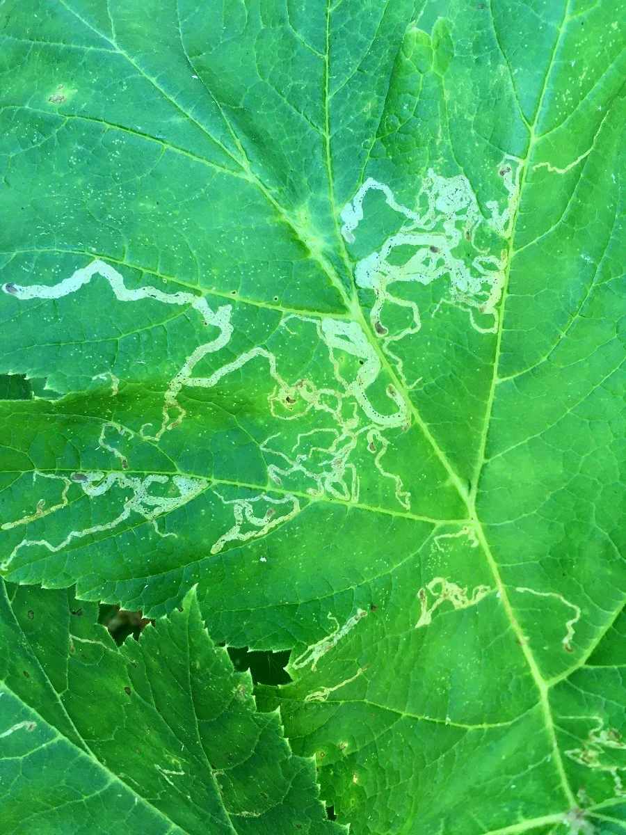 cow-parsnip_leaf_miner_web.jpg