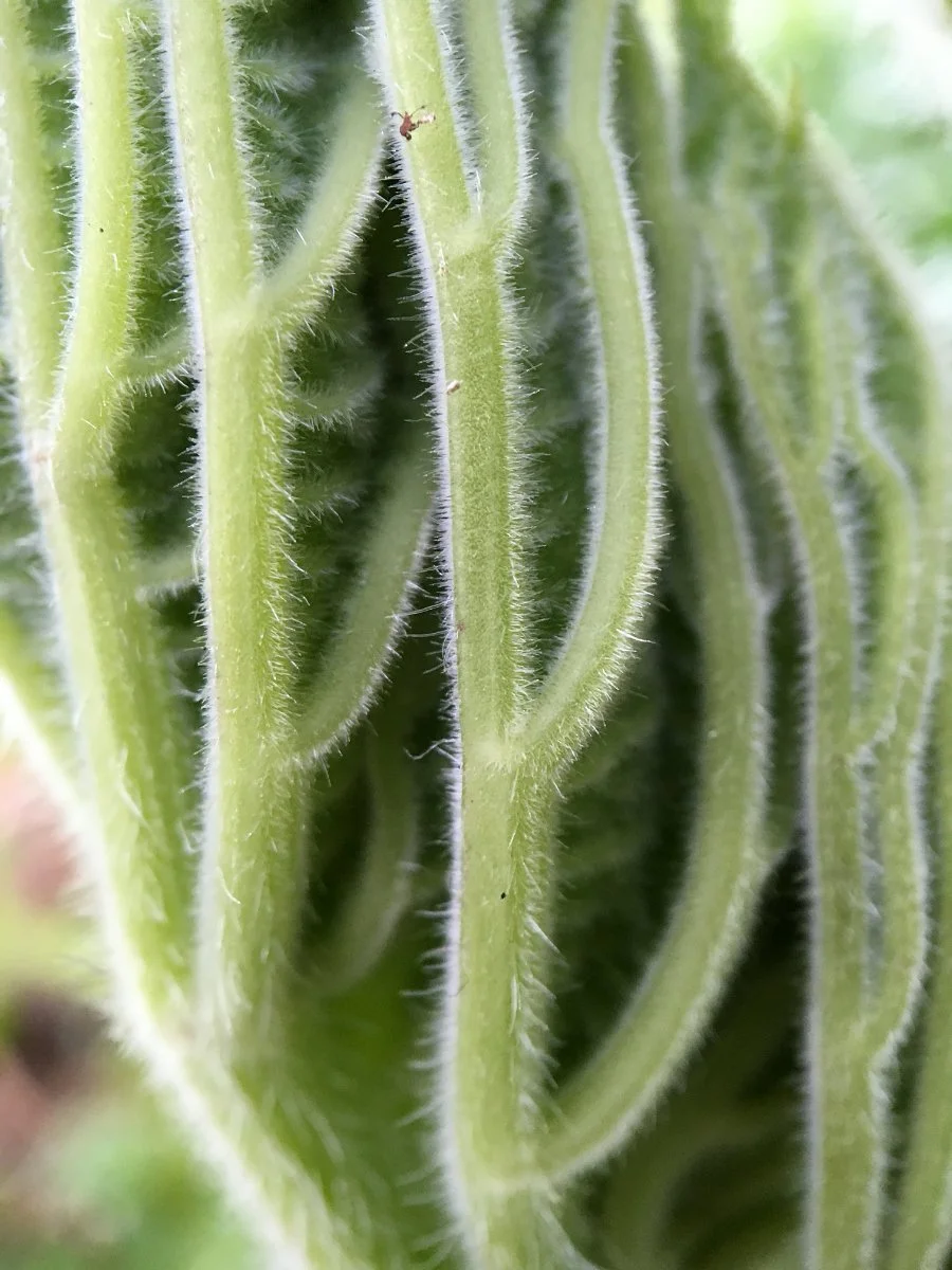 cow-parsnip_leaf_unfolding_closeup_web.jpg