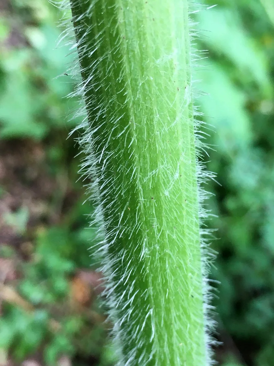 cow-parsnip_stem_hairy_web.jpg