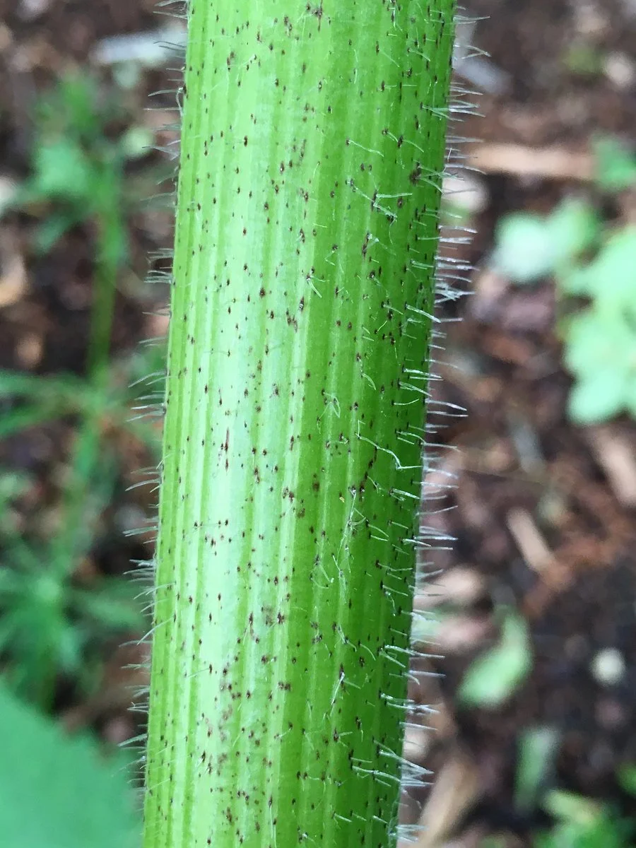 cow-parsnip_stem_spotted_01_web.jpg