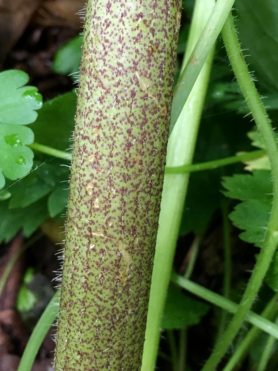 cow-parsnip_stem_spotted_02_web.jpg