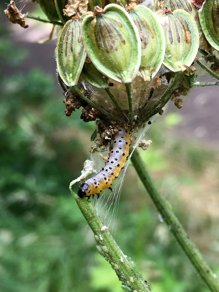 cow-parsnip_carrot_seed_moth_catepillar_web.jpg