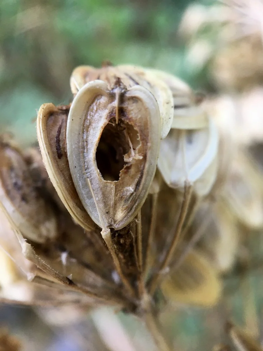 cow-parsnip_carrot_seed_moth_hole_in_seeds_web.jpg
