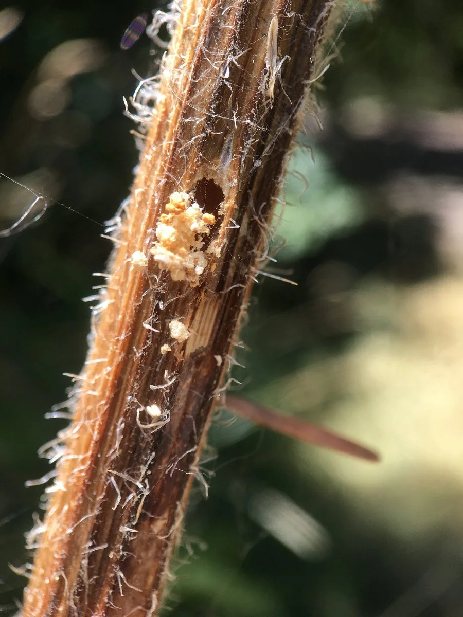 cow-parsnip_carrot_seed_moth_hole_in_stem_01_web.jpg