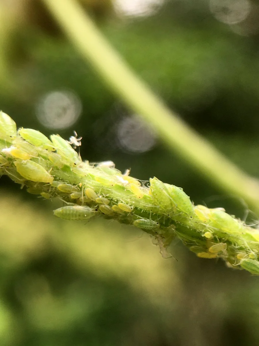 cow-parsnip_aphids_web.jpg