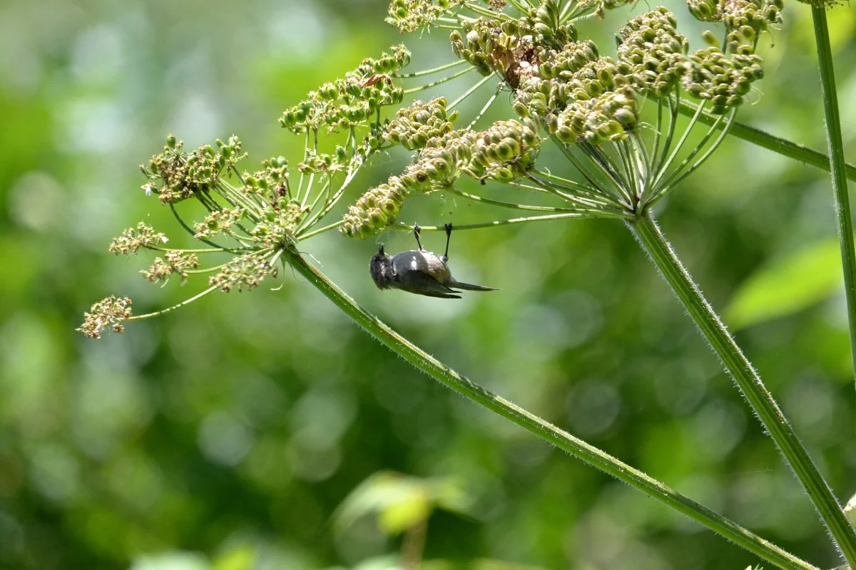 cow-parsnip_bushtits_eating_aphids_web.jpg