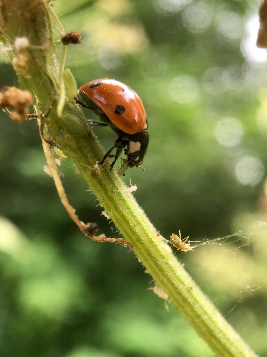 cow-parsnip_ladybug_eating_aphids_web.jpg