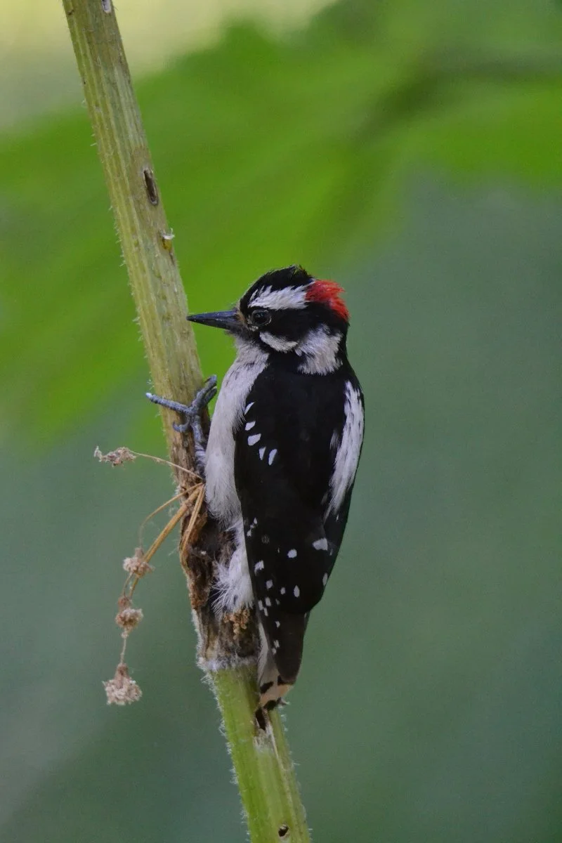 cow-parsnip_downy_woodpecker_01_web.jpg