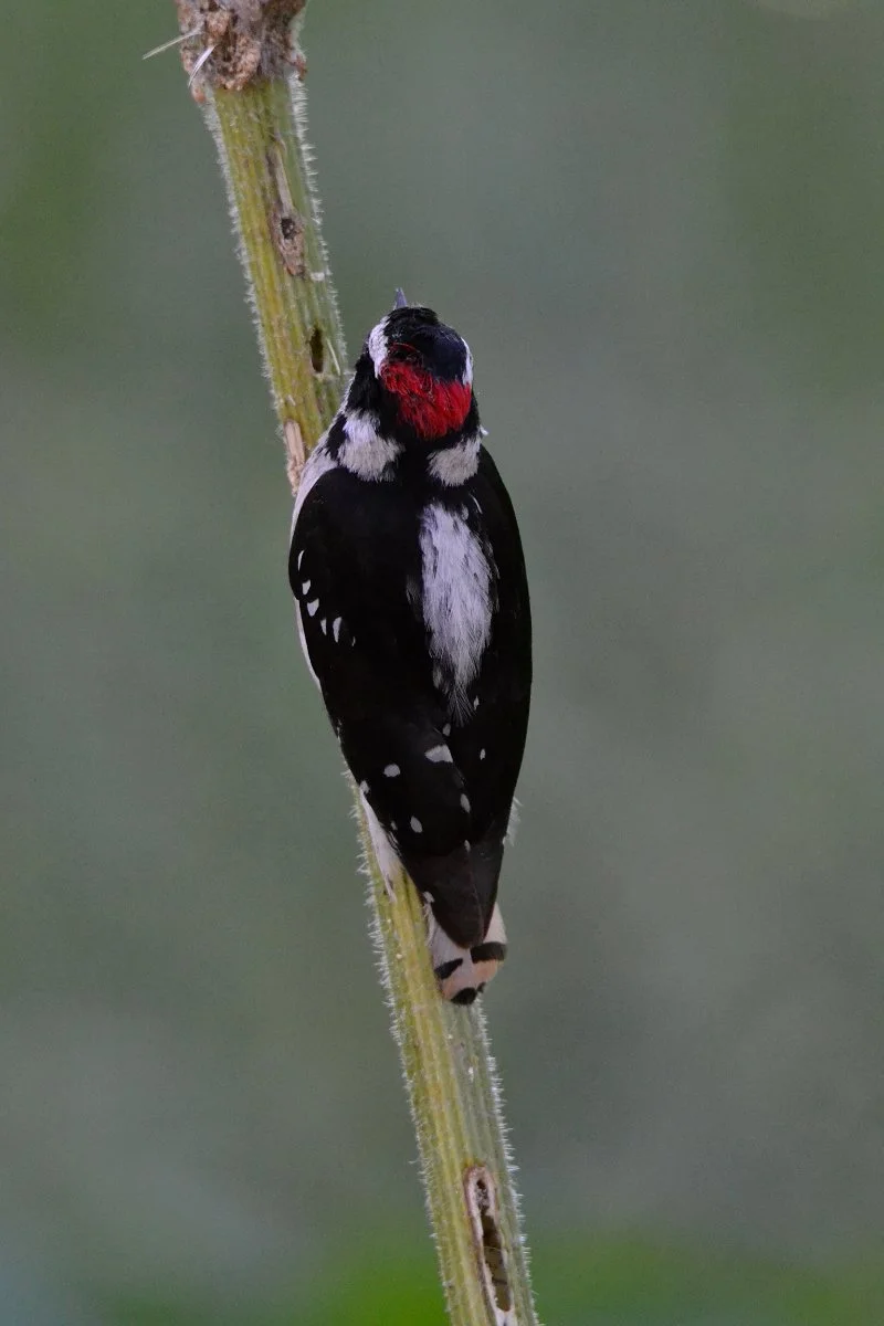 cow-parsnip_downy_woodpecker_03_web.jpg