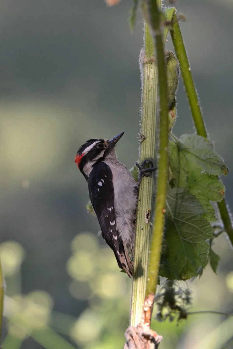 cow-parsnip_downy_woodpecker_05_web.jpg