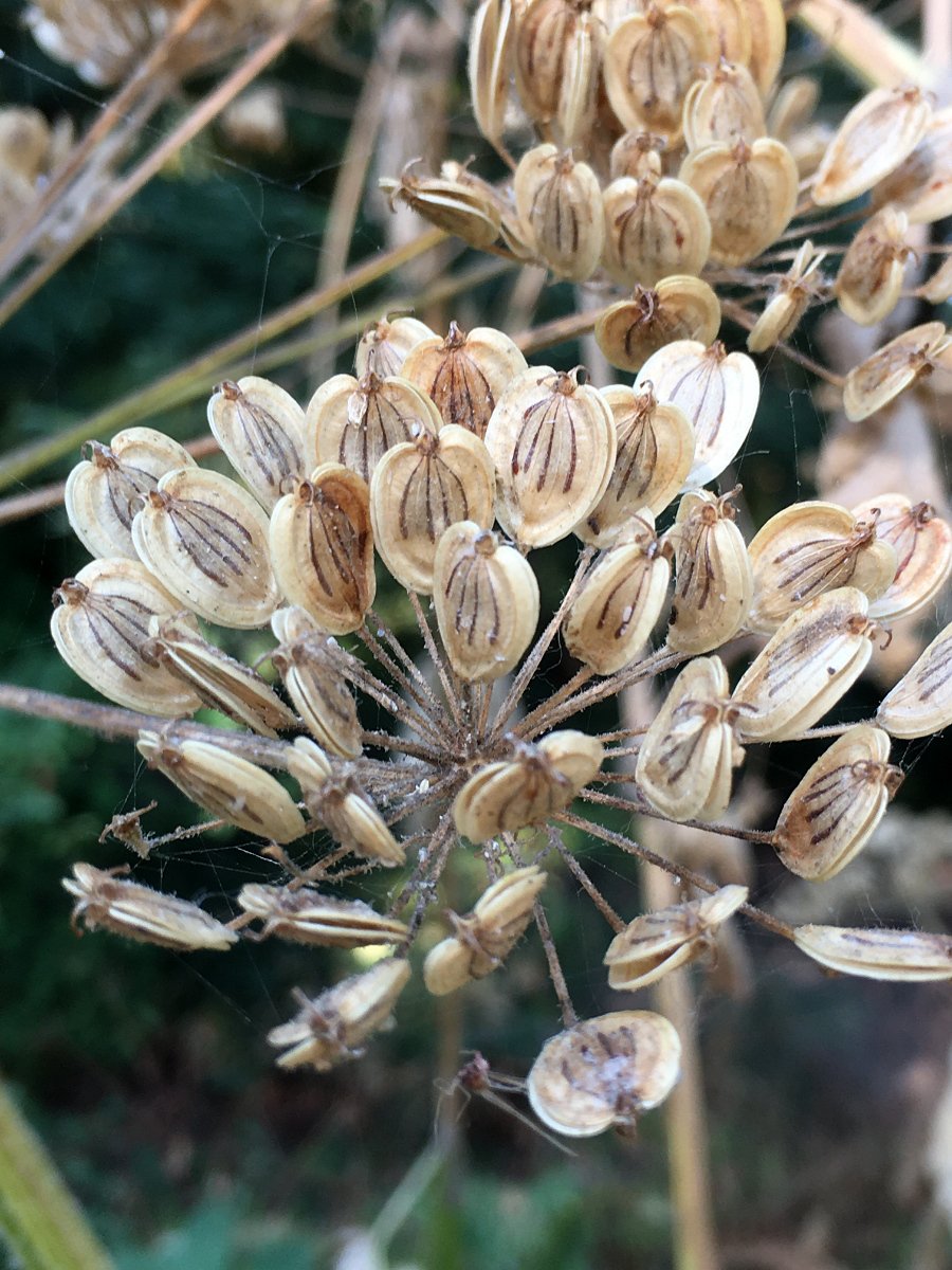 cow-parsnip_seeds_web.jpg