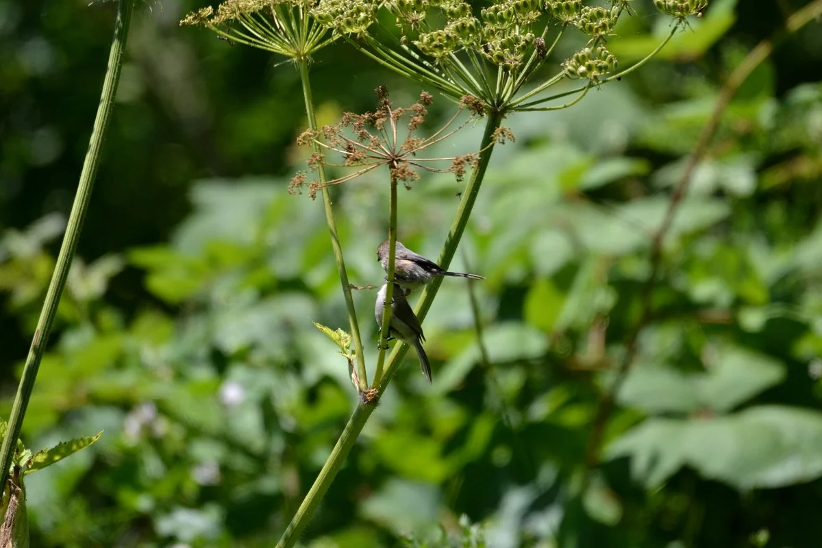 cow-parsnip_bushtits_eating_aphids_02_web.jpg
