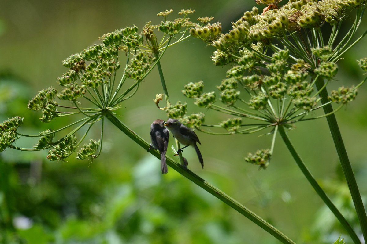 cow-parsnip_bushtits_eating_aphids_03_web.jpg