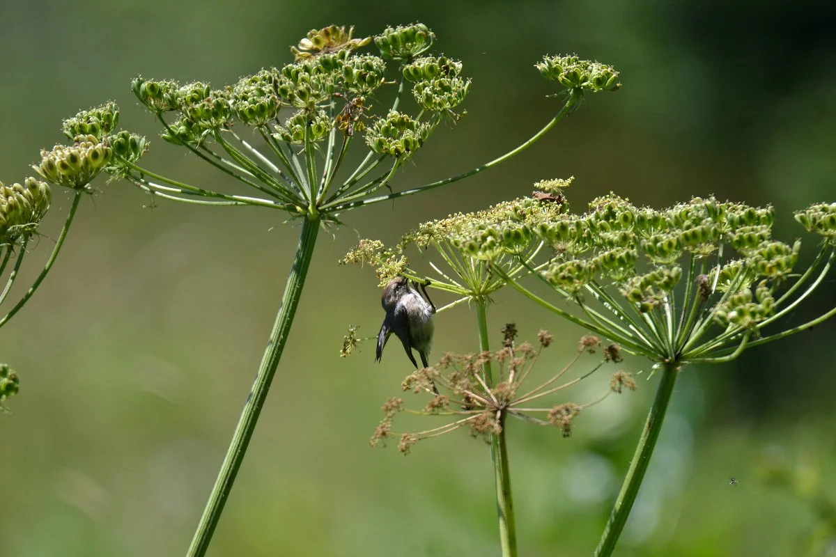 cow-parsnip_bushtits_eating_aphids_04_web.jpg