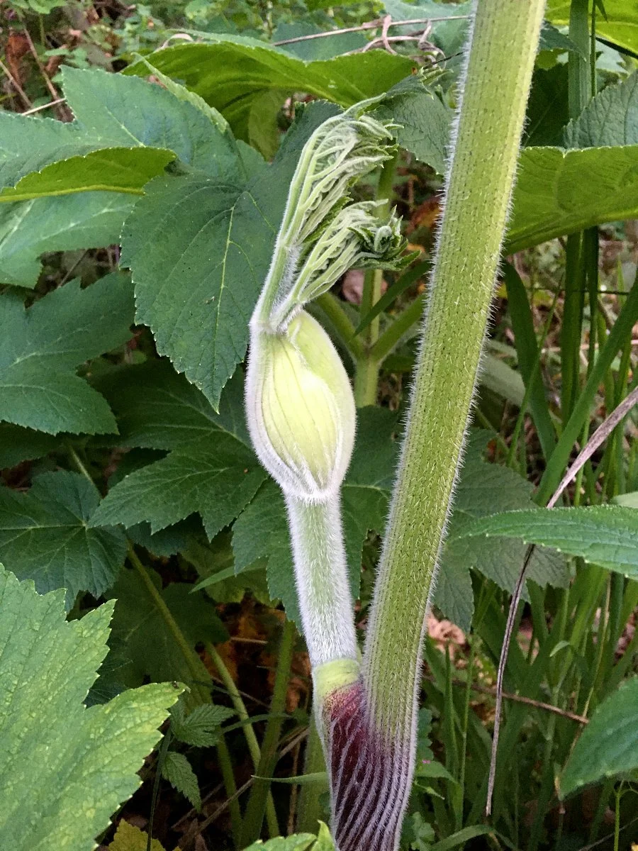 cow-parsnip_leaf_emerging.jpg