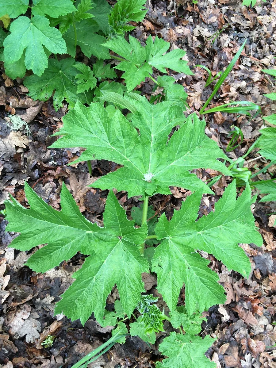 cow-parsnip_leaf_compouind_web.jpg