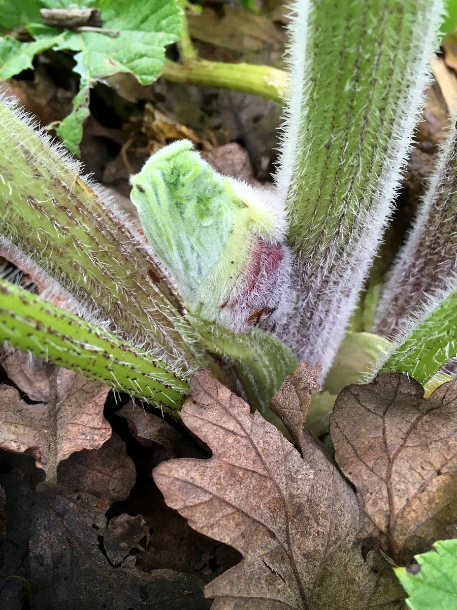 cow-parsnip_stalk_base_leaf_emerging_web.jpg