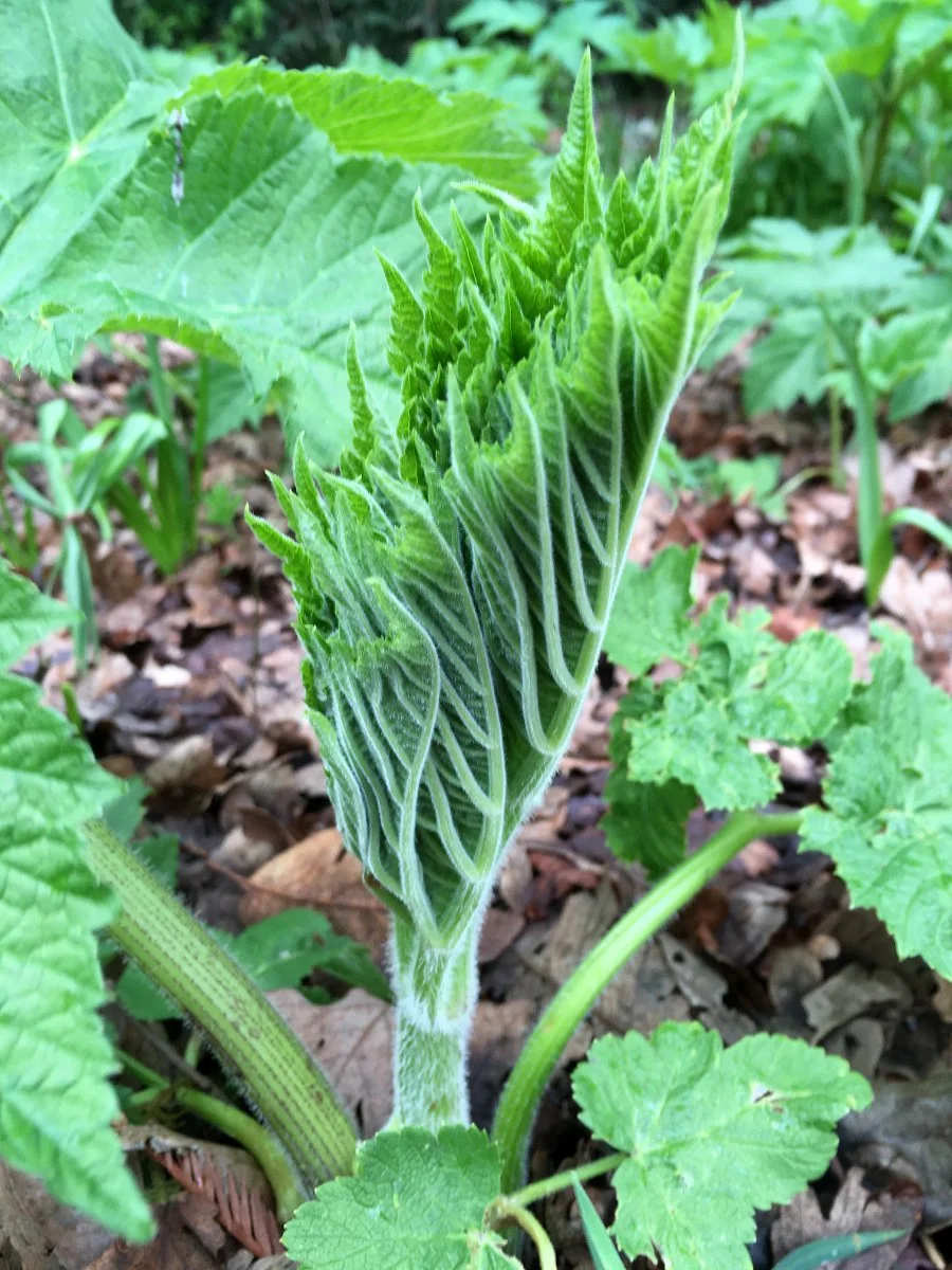 cow-parsnip_leaf_emerging_02_web.jpg