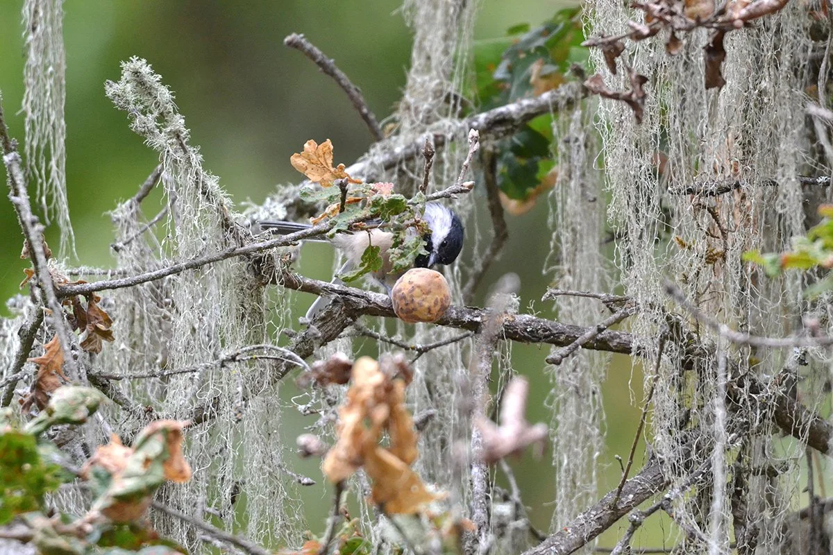 chickadee_speckled_oak_gall_02_web.jpg
