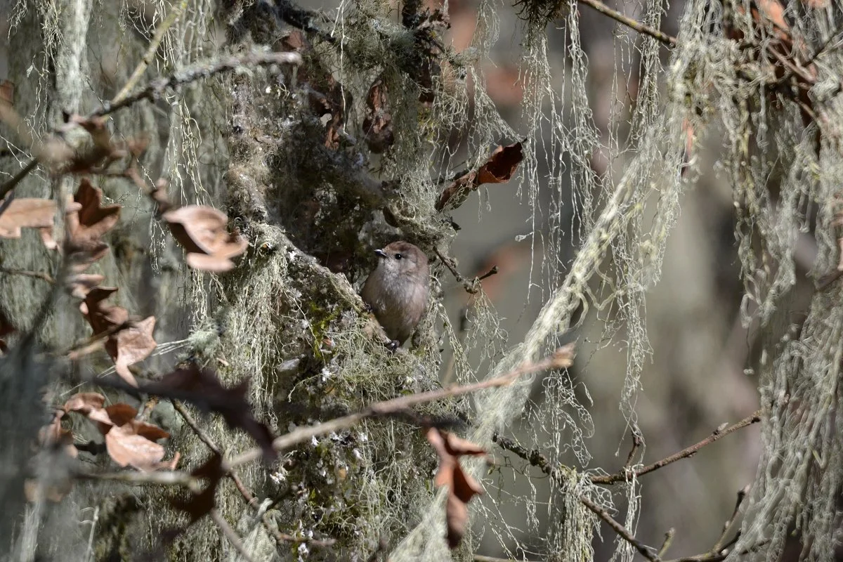 bushtit_building_nest_04_web.jpg