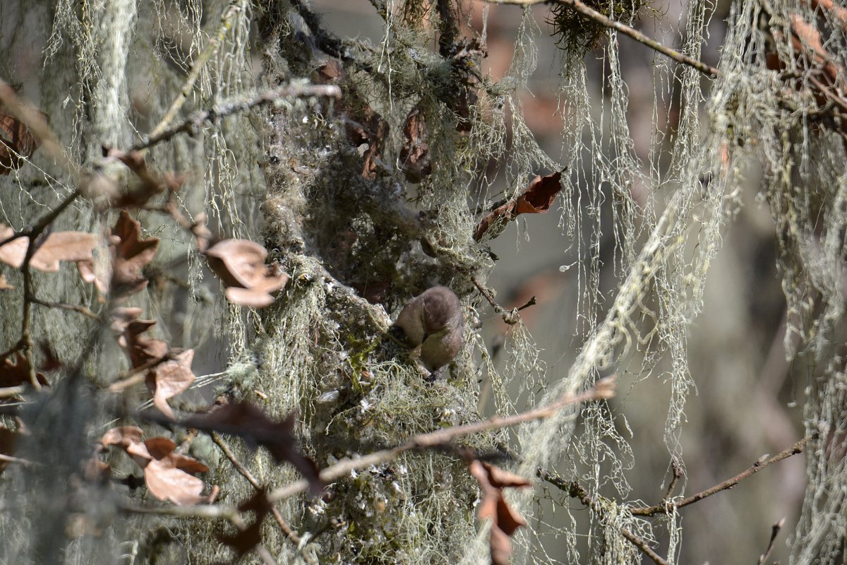 bushtit_building_nest_05_web.jpg