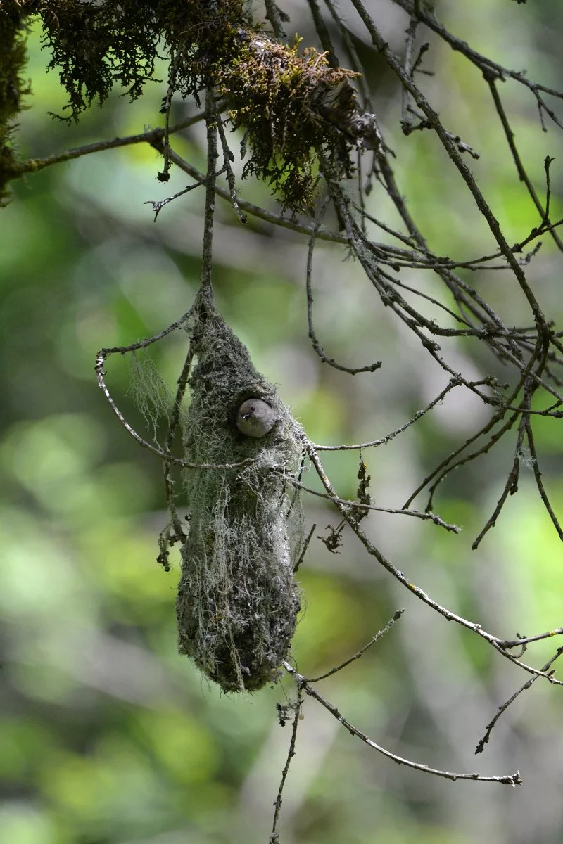 bushtit_nest_tree_branch_web.jpg