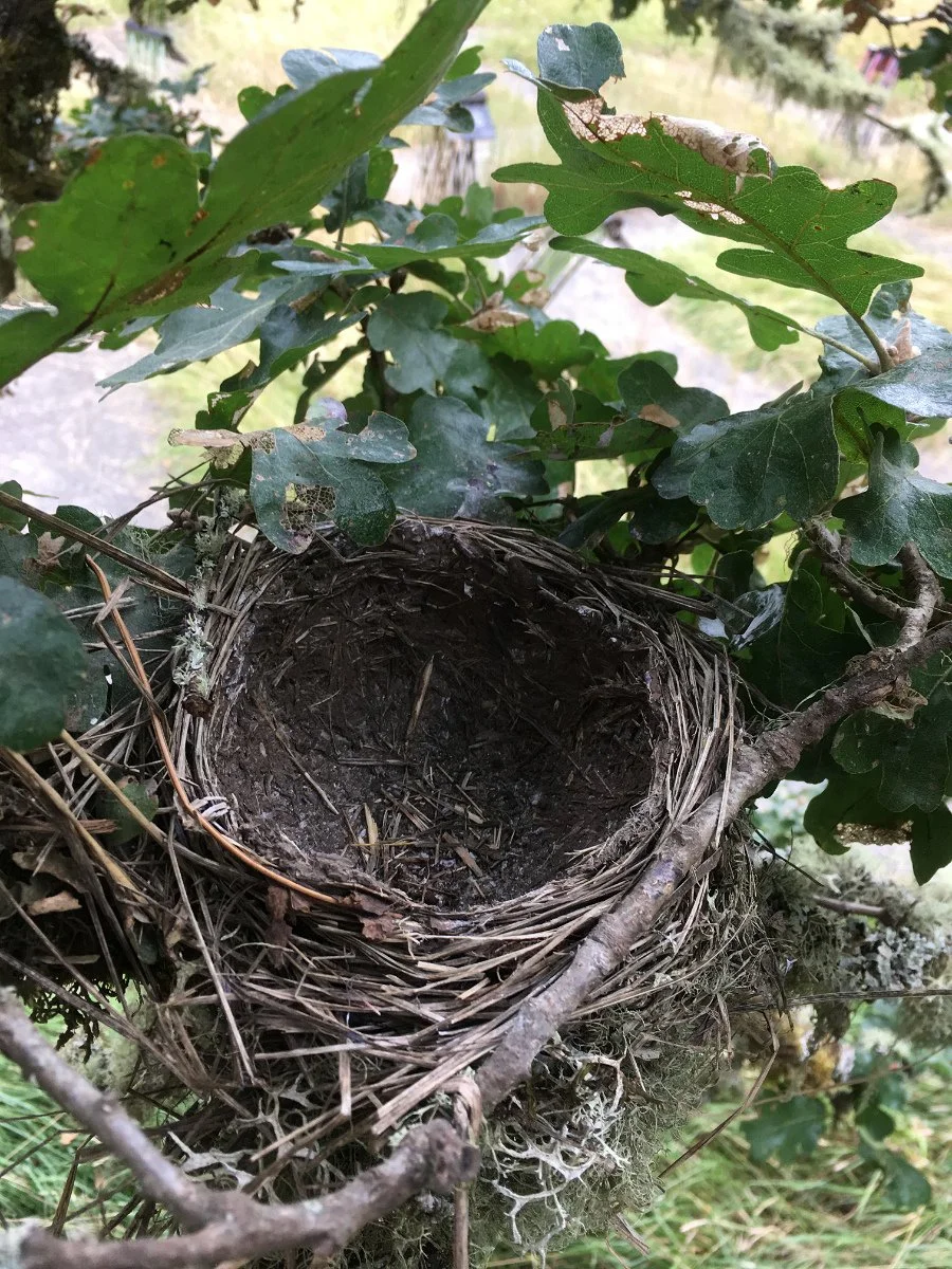 american_robin_nest_construction_mud_cup_web.jpg
