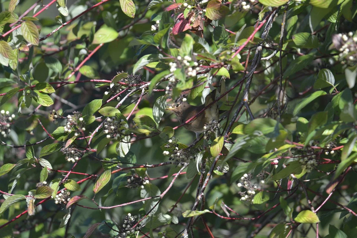 More Birds Eating Redosier Dogwood Berries — Bryan Ribelin