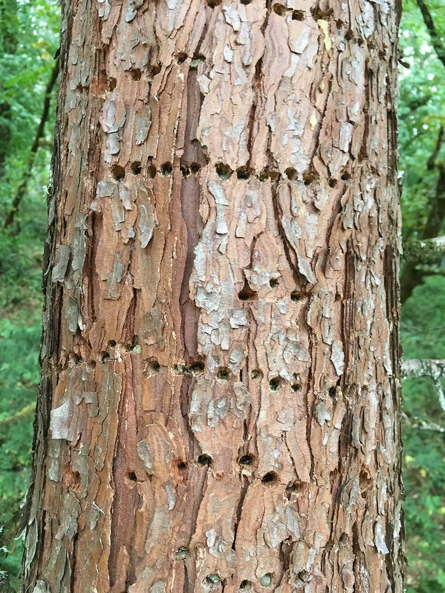 incense_cedar_sapsucker_holes_web.jpg