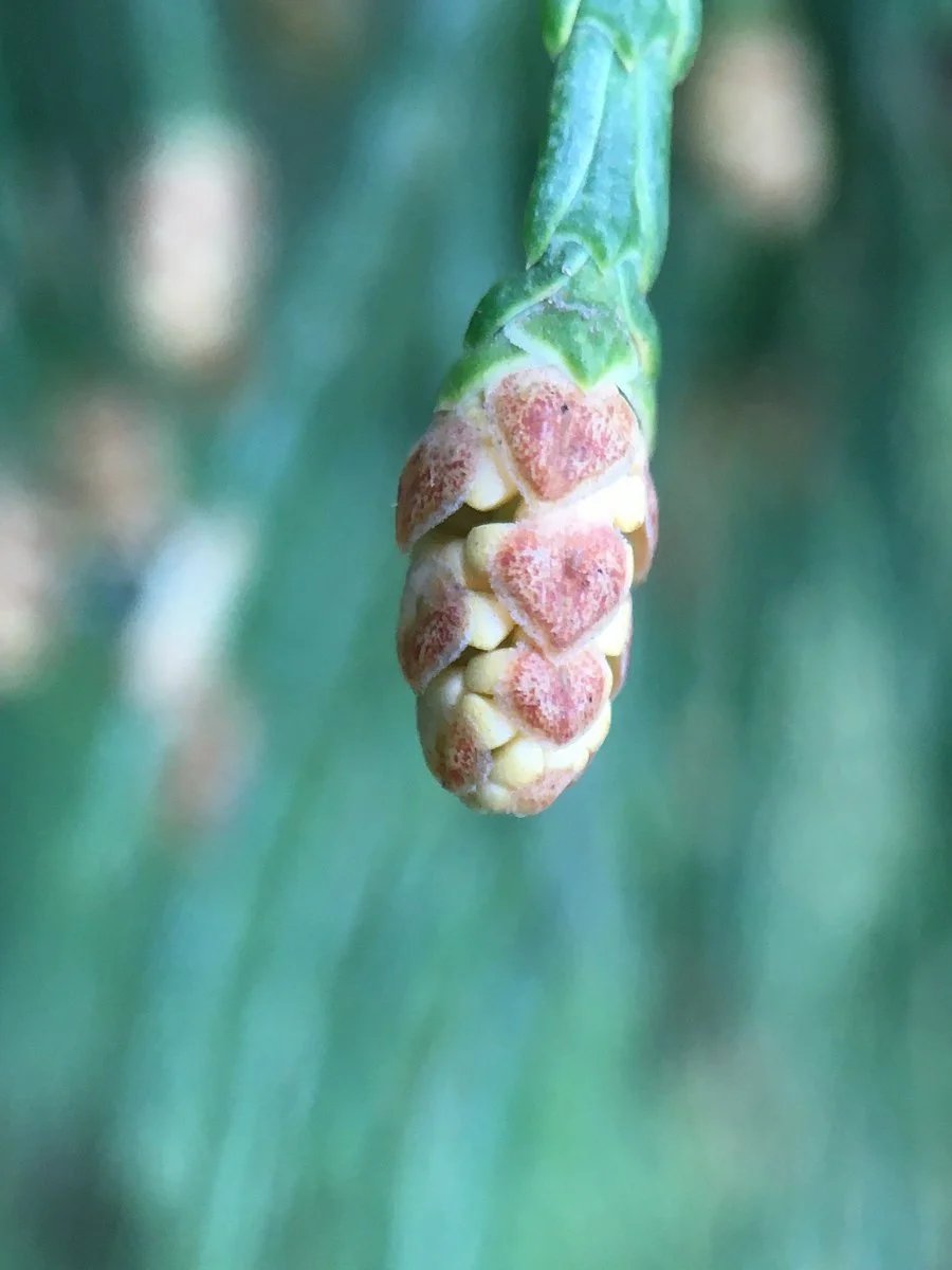 incense-cedar_pollen_cone_close_up_web.jpg