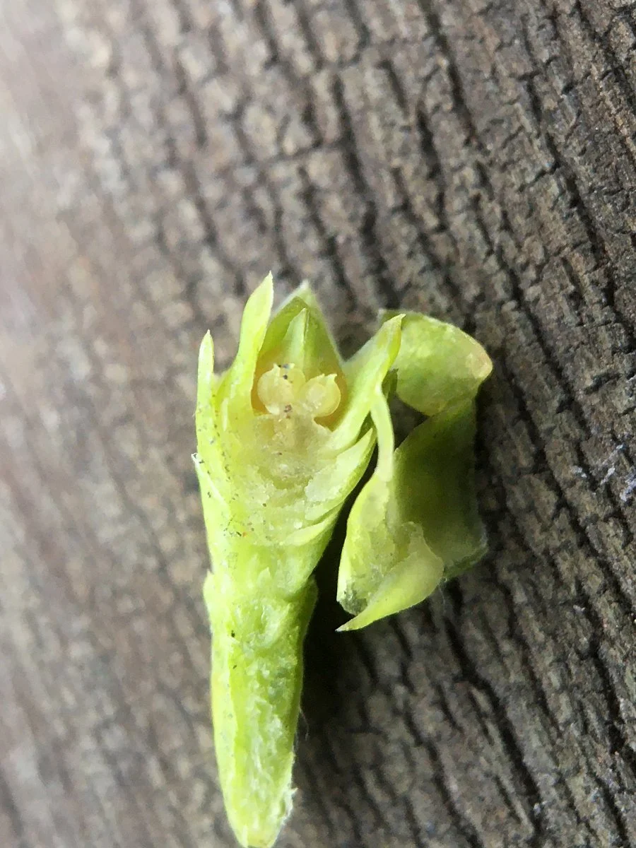 incense-cedar_female_cone_cut_open_web.jpg