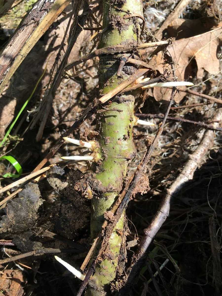 Cottonwood_branch_sprouting_01_web.jpg