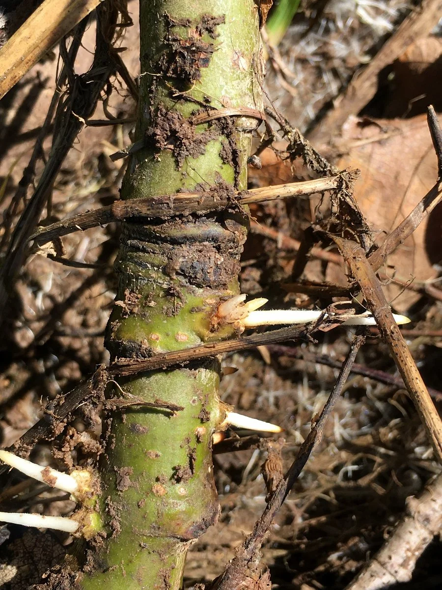 Cottonwood_branch_sprouting_02_web.jpg