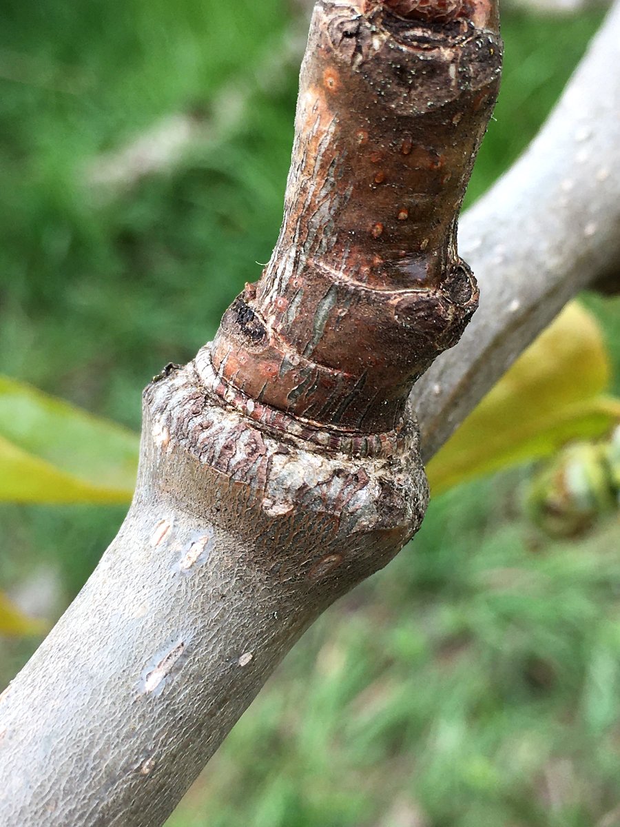 cottonwood_branch_node_web.jpg