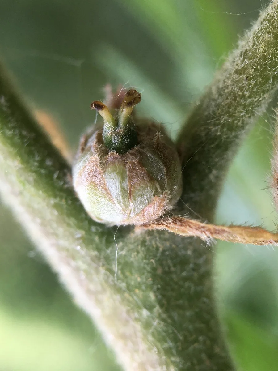 Oregon_white_oak_small_acorns_03_web.jpg