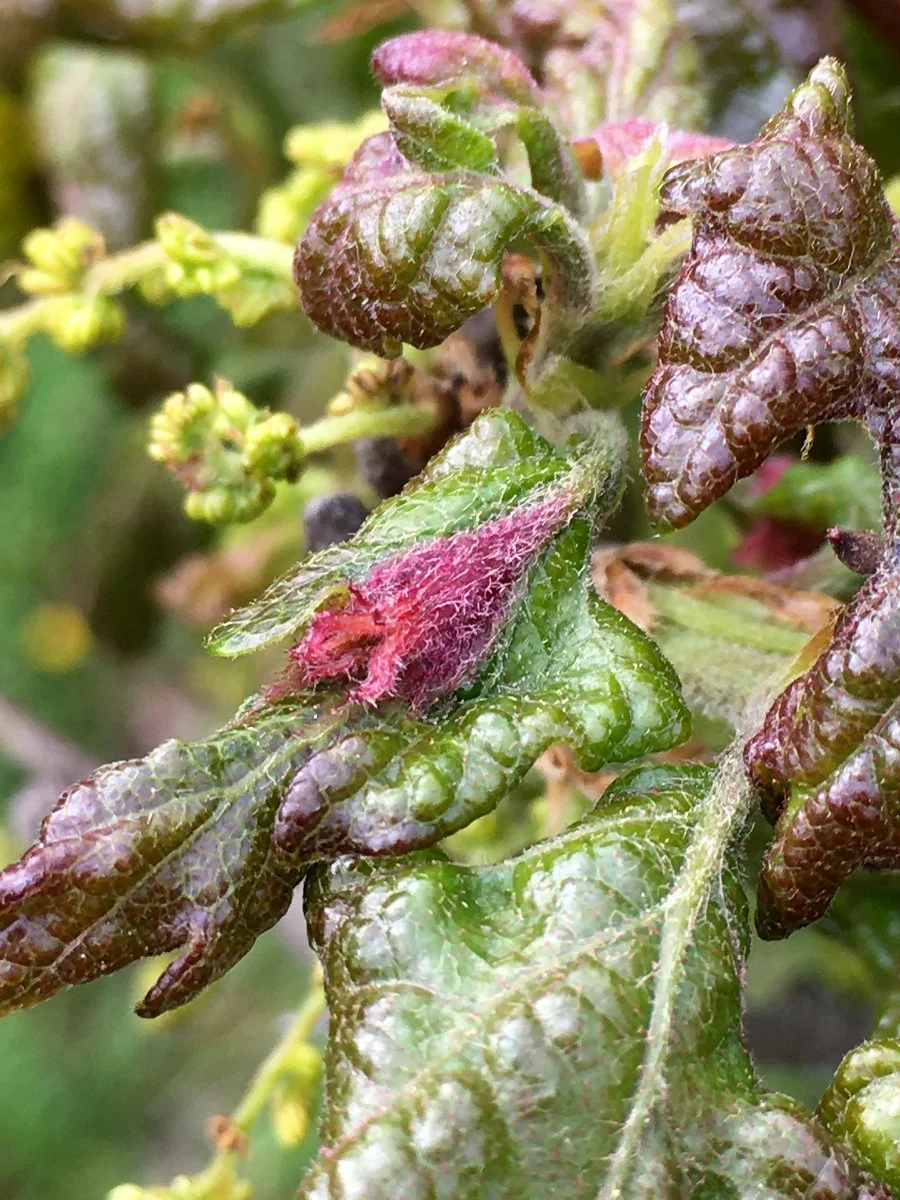 fimbriate_gall_wasp_02_web.jpg